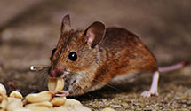 24 Hour & Emergency Exterminators in North Prairie, WI